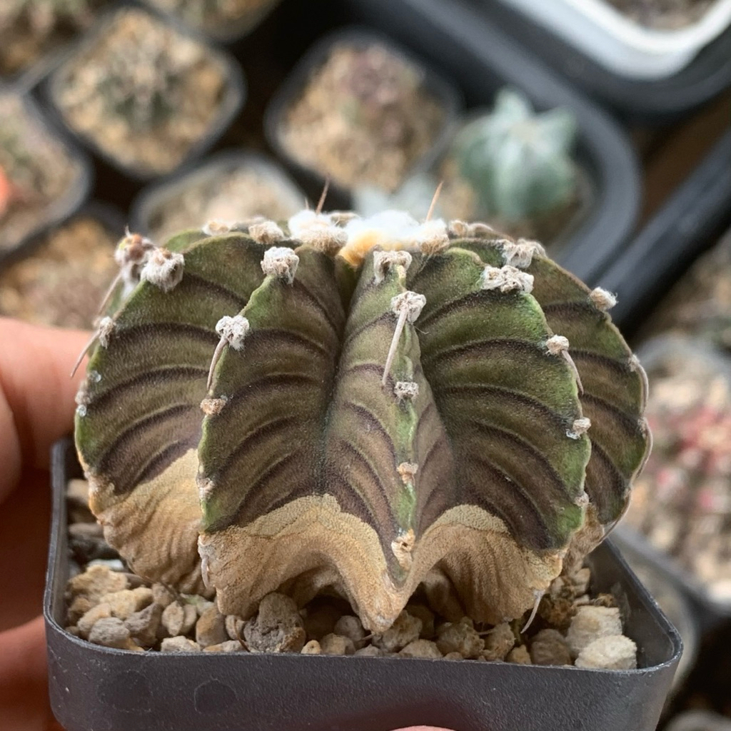 Gymnocalycium LB Vos kaktus gymno vos014 rare black skin original ori kaktus tanaman hias langka ind