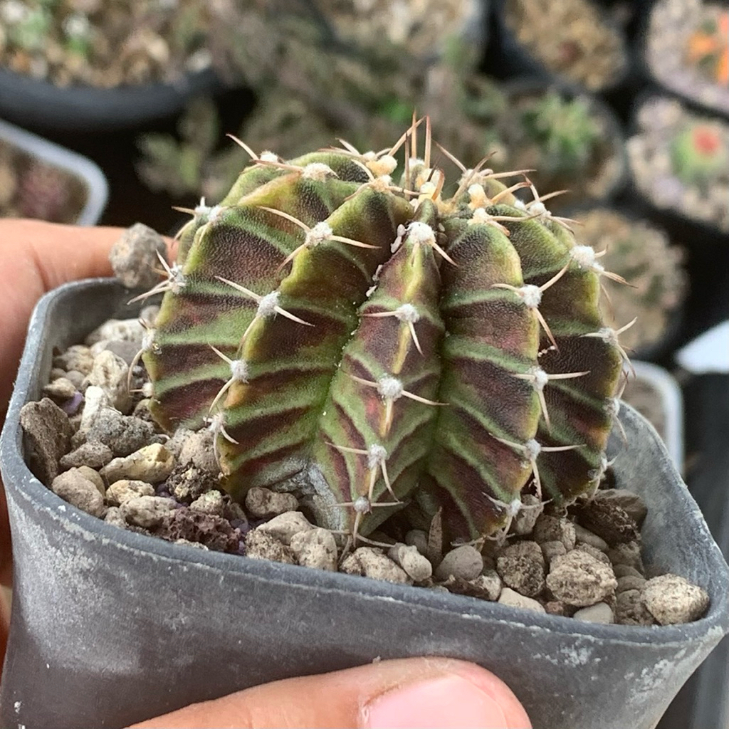gymnocalycium lb purple silangan godzi hybrid var 2178 hybrid varigata kaktus gymno var tanaman hidu