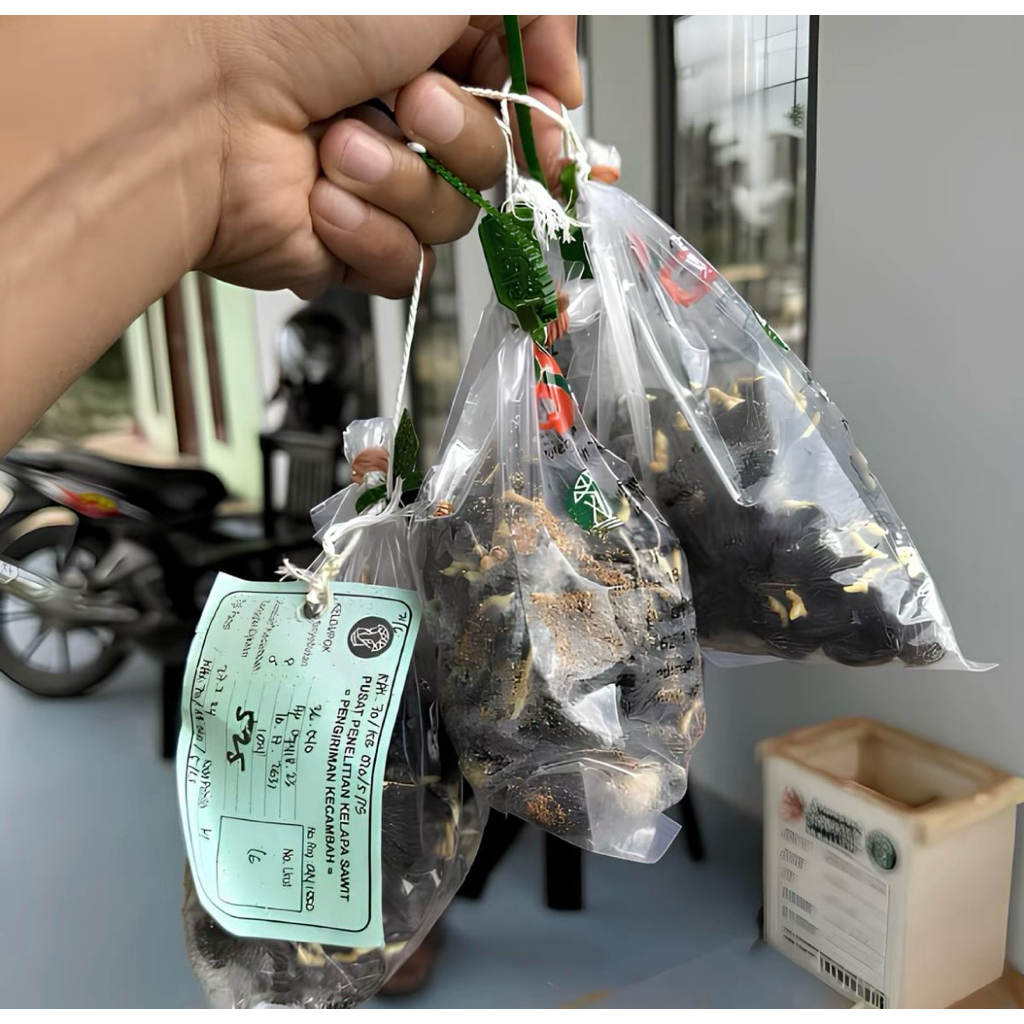 Bibit Kecambah Sawit PPKS MEDAN Varietas DxP 718 isi 250 Butir di Sertai dengan Sertifikat Lengkap P