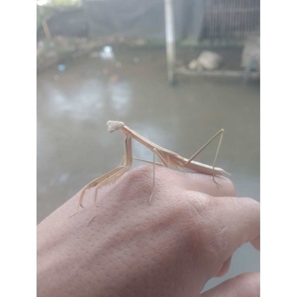 belalang sembah per ekor