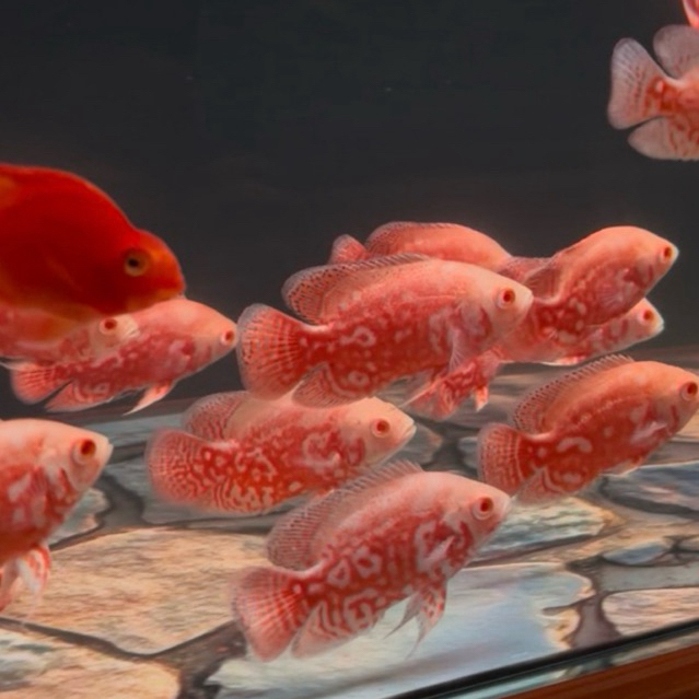 Ornamental oscar red nemo