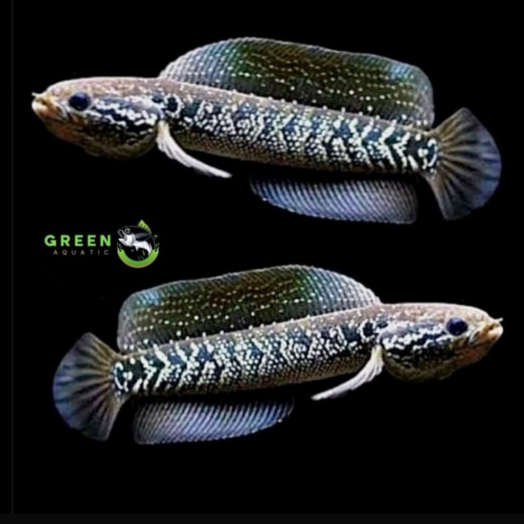 pakan Channa asiatica hf 17-19cm