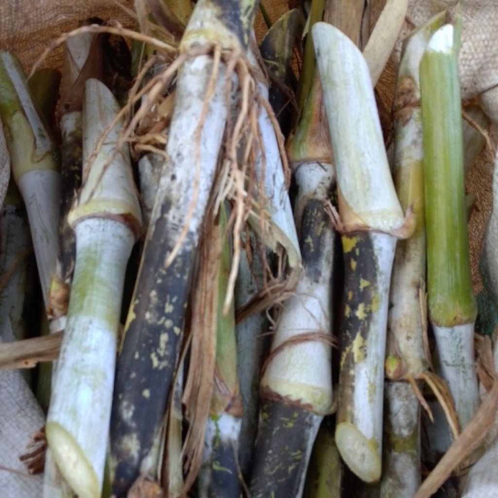 Bibit Rumput Zanzibar Tinggi Protein 1kg