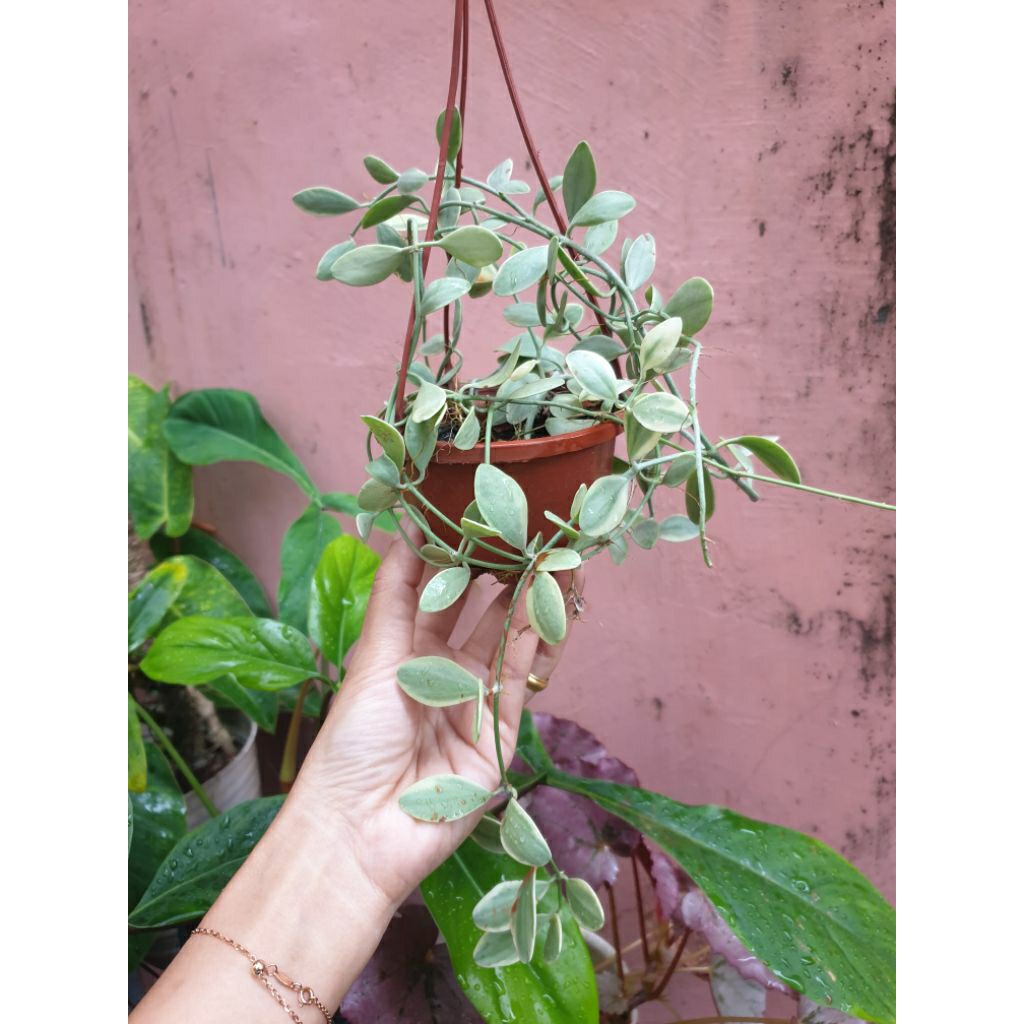 Tanaman Hias Dischidia Varigata