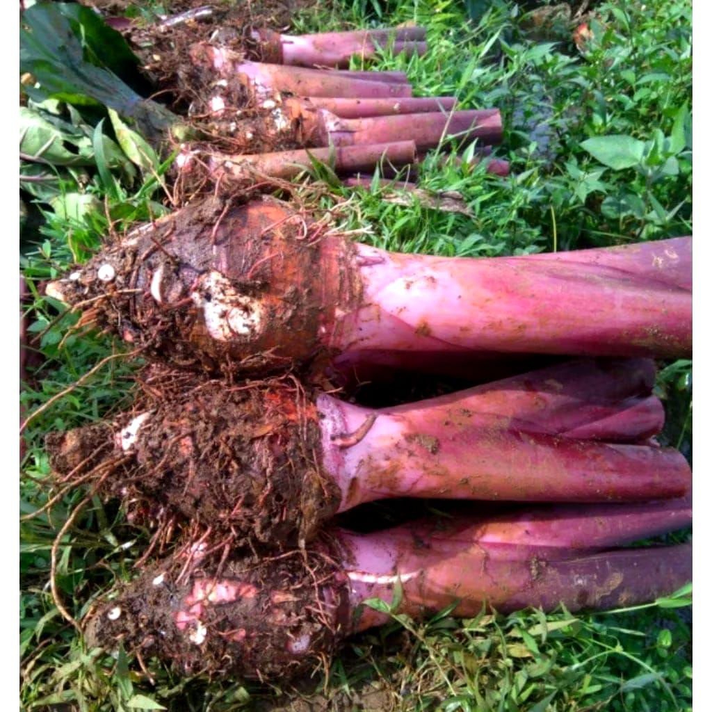 bibit anakan pohon talas merah/talas bogor per 2 bibit