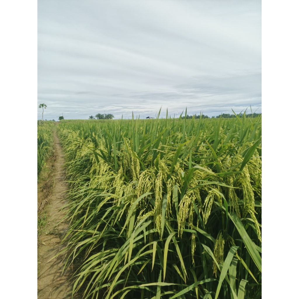 benih padi MR337 ORI