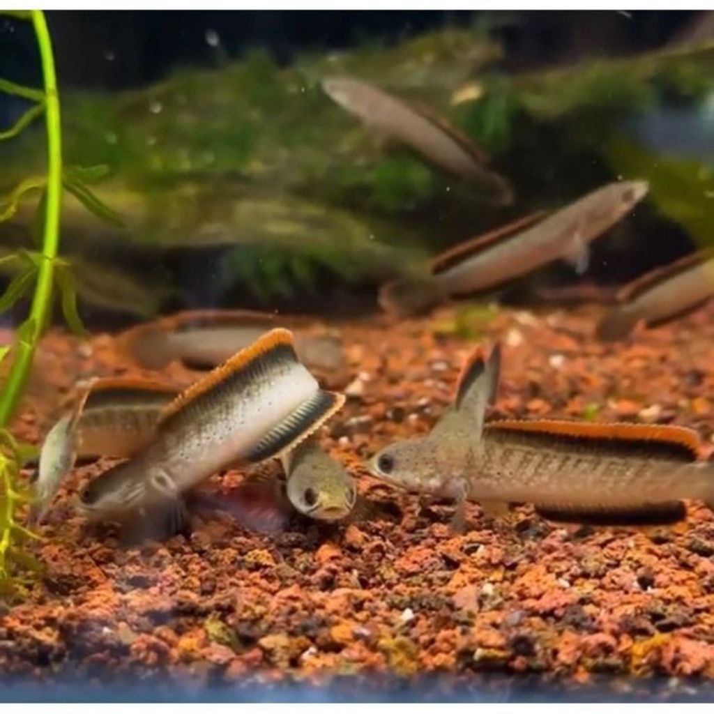 sticker limbata baby