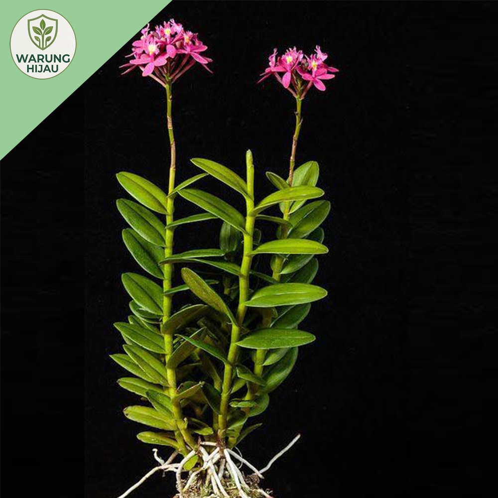 Anggrek Dendrobium Merpati Dewasa Rimbun