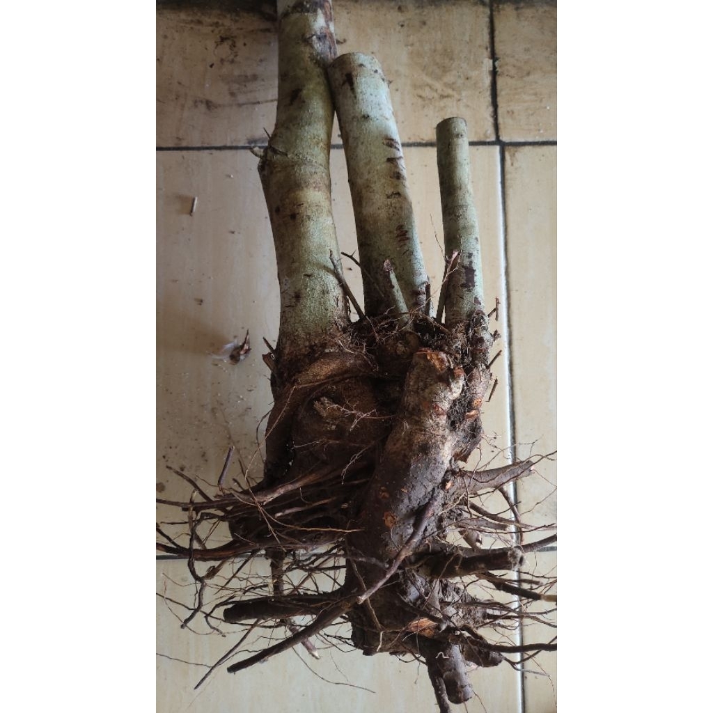 bahan bonsai Rukem pupus merah realpic sesuai gambar