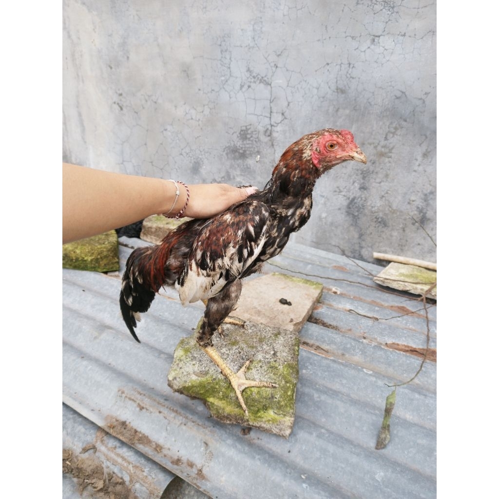 Ayam hidup.. Ayam bangkok 6 bulan