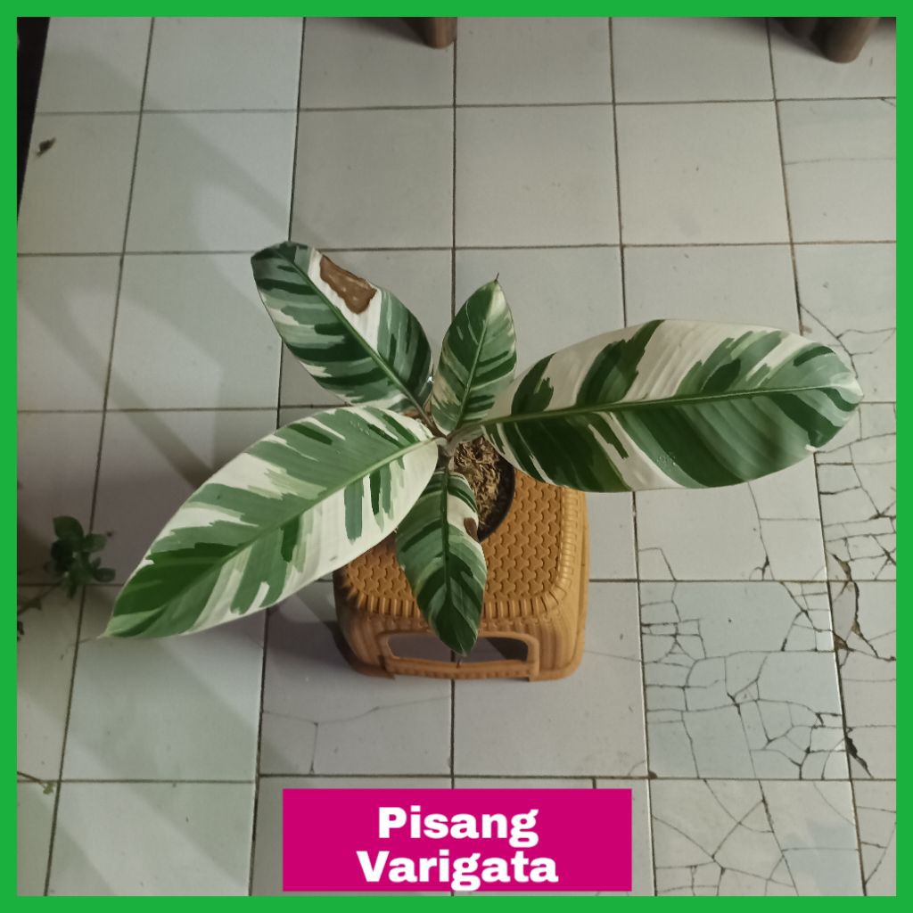 Tanaman Hias Pisang Variegata Belang Putih Hijau Musa Variegata Tanaman Koleksi Unik — Pisang variga