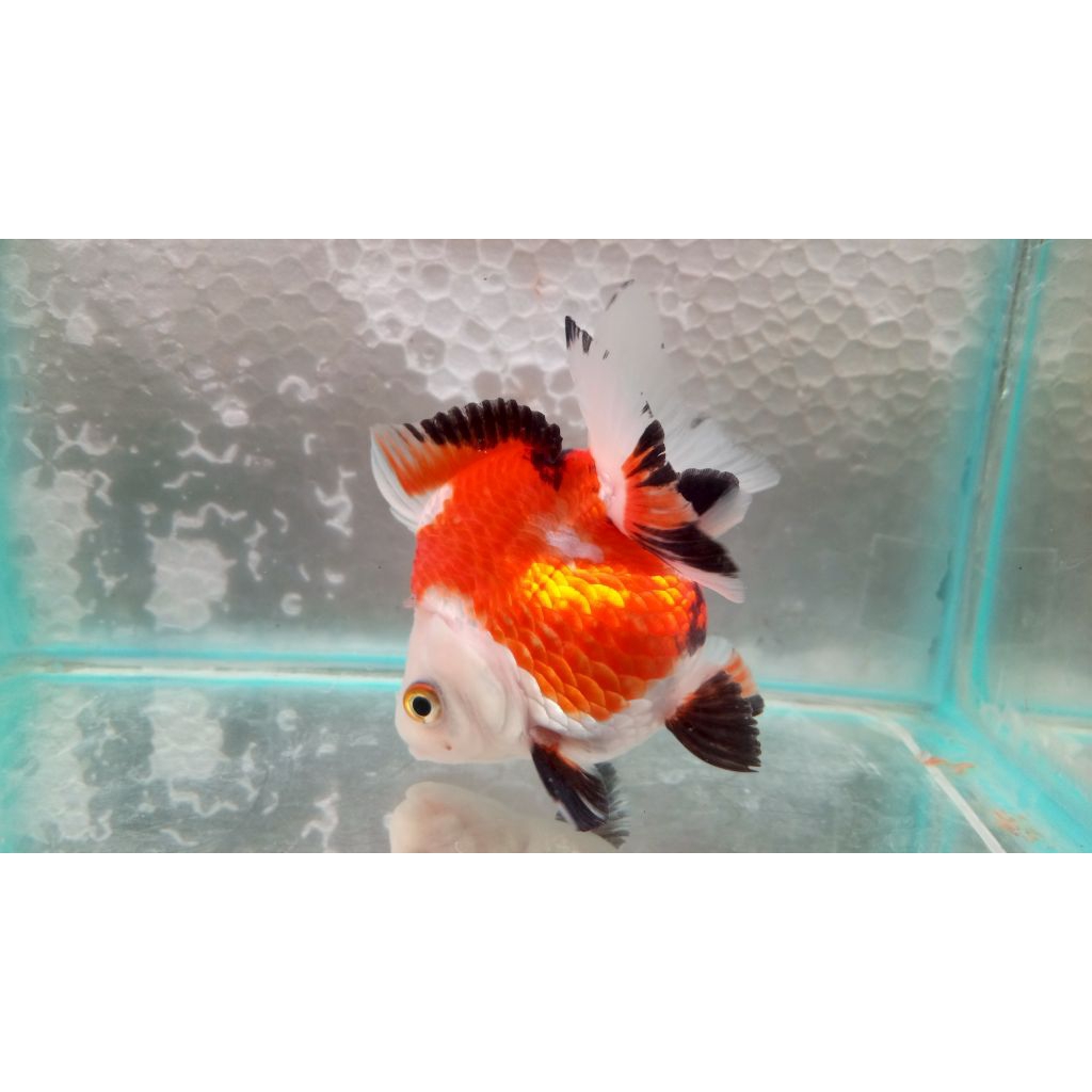 KOKI ORANDA PANDA TRICOLOR 8-9 CM