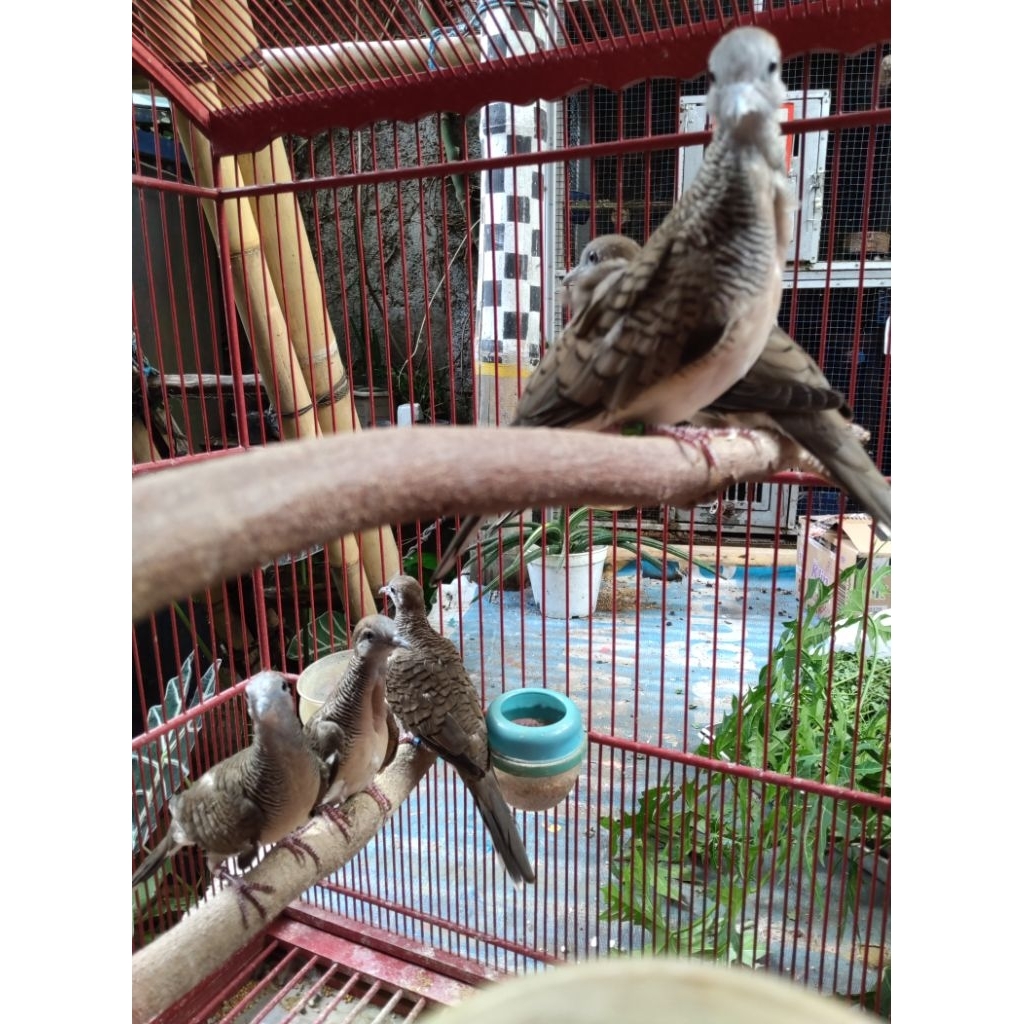 Perkutut bangkok piyik trah gacor Deva Birdfarm