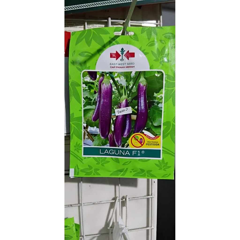 400 Biji Benih Terong Ungu LAGUNA
