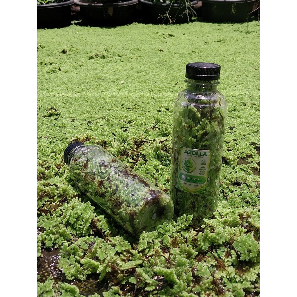 Bibit Azolla Segar Berkualitas – Pakan Bebek Ayam Ikan | Azolla Kolam Mudah Budidaya