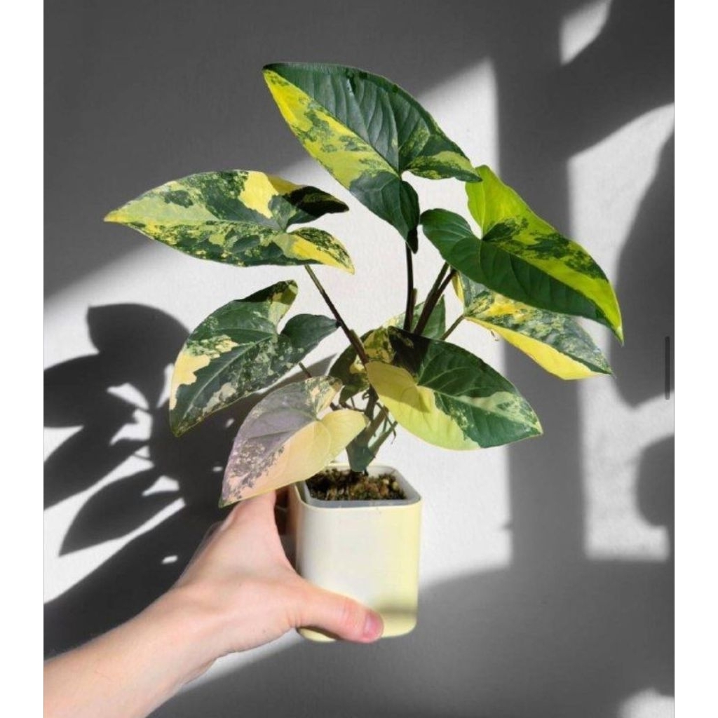 Syngonium Aurea Variegata