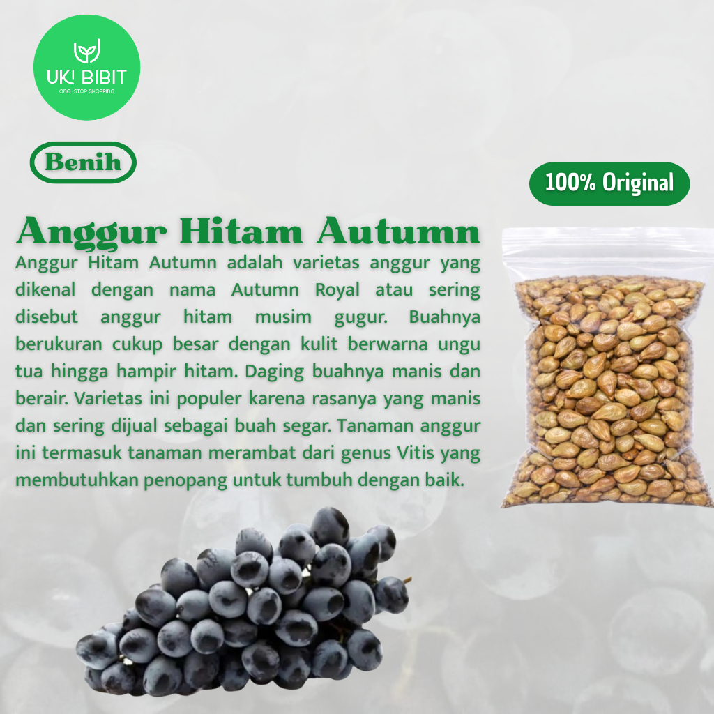 ( 3 Butir ) Benih Biji Anggur Hitam Autumn | Black Autumn | Autumn Royal