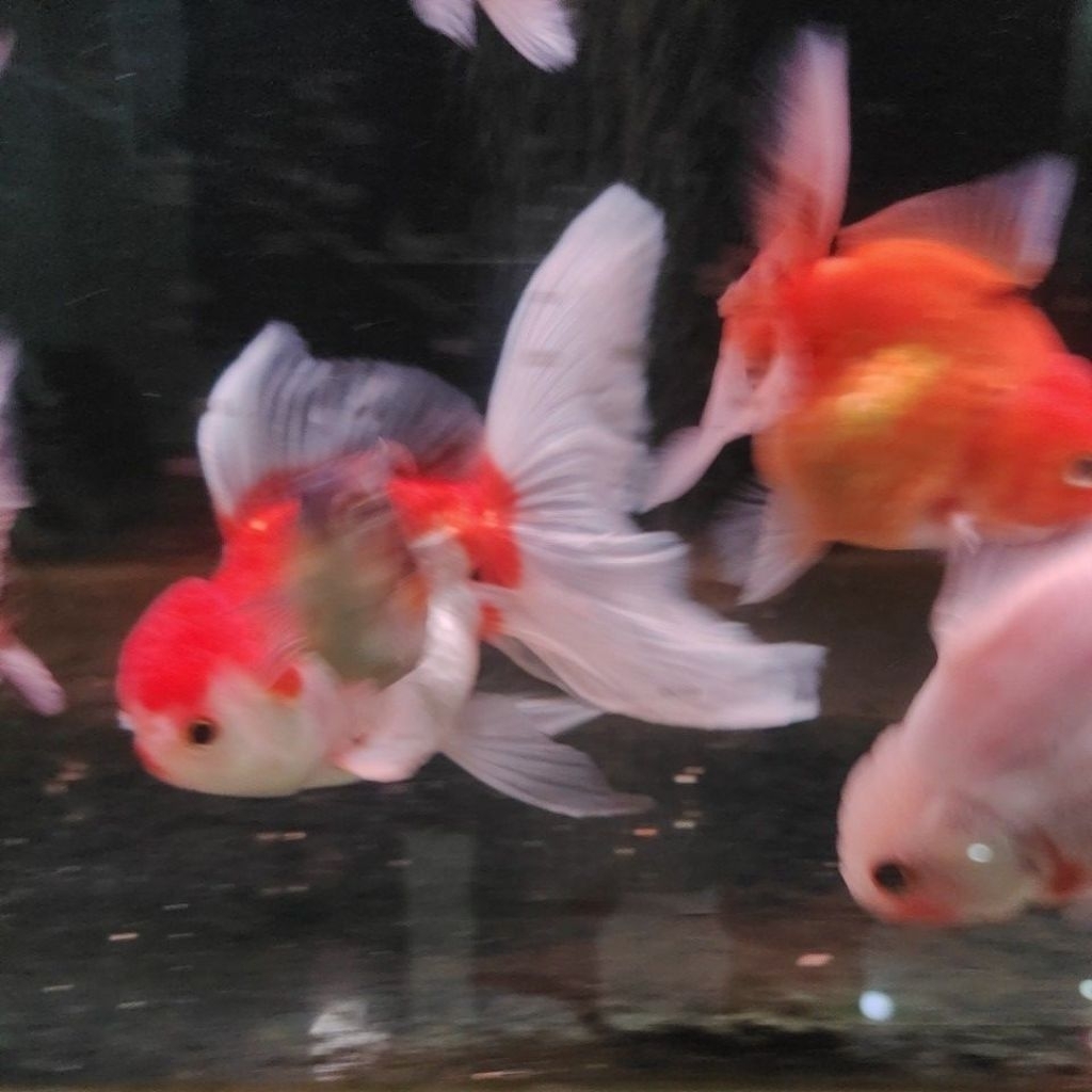 ikan mas koki murah random size beragam ikan mas koki oranda koki rancu koki oranda long tail oranda