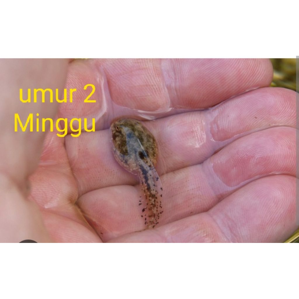 cebong/kecebong pakan ikan