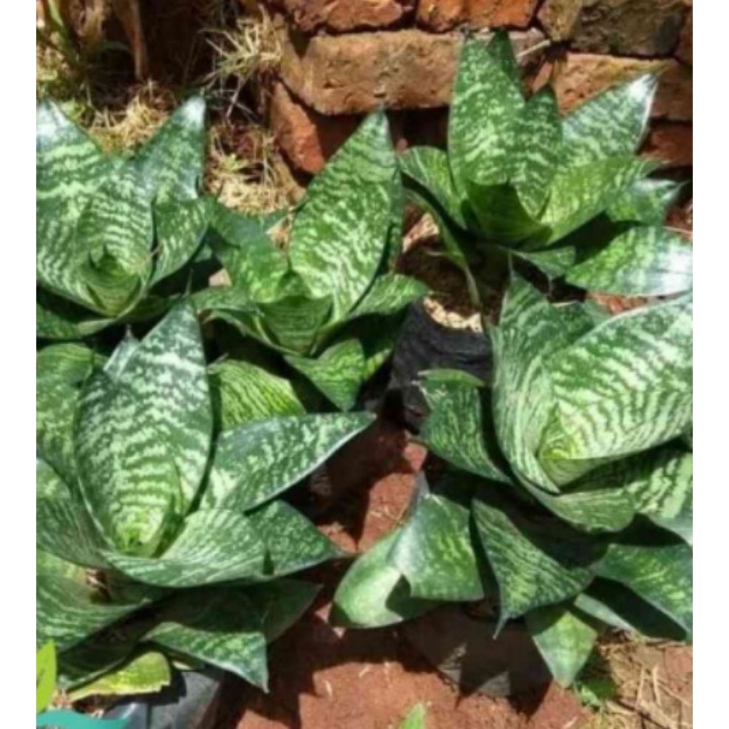 bibit tanaman lidah mertua mini lidah mertua kodok