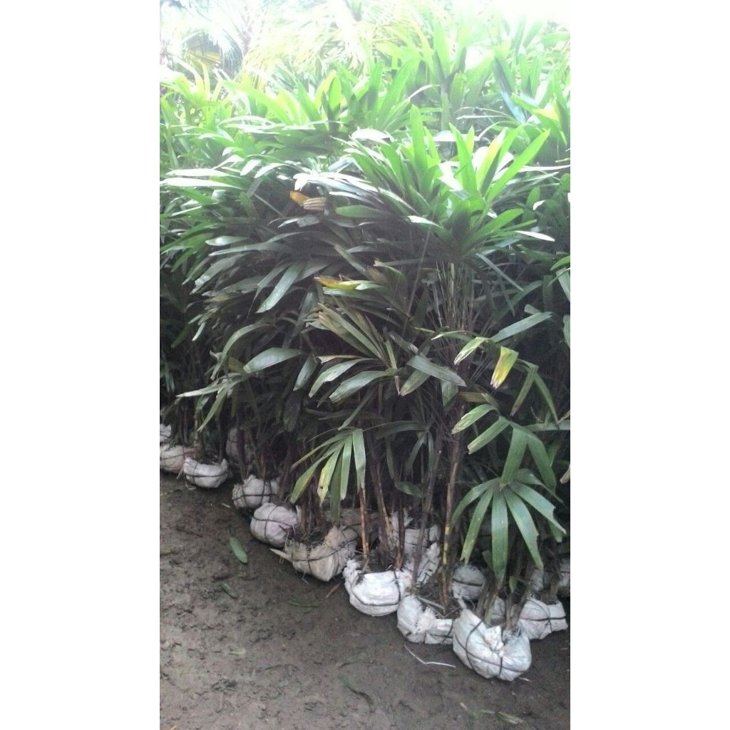 bibit pohon waregu harga/1pohon