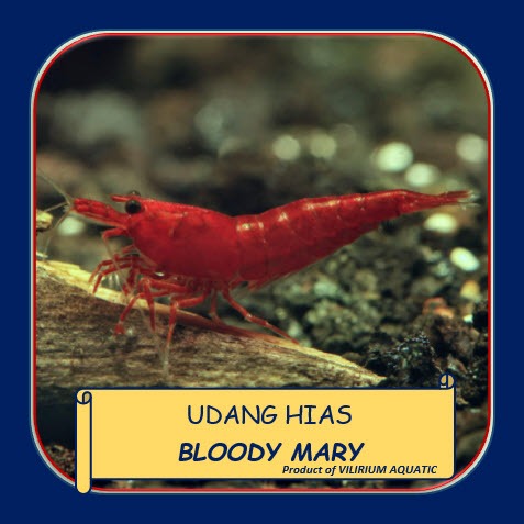 UDANG HIAS AIR TAWAR -  UDANG BLOODY MARY / BLOODY MARY SHRIMP (UDANG AQUASCAPE)