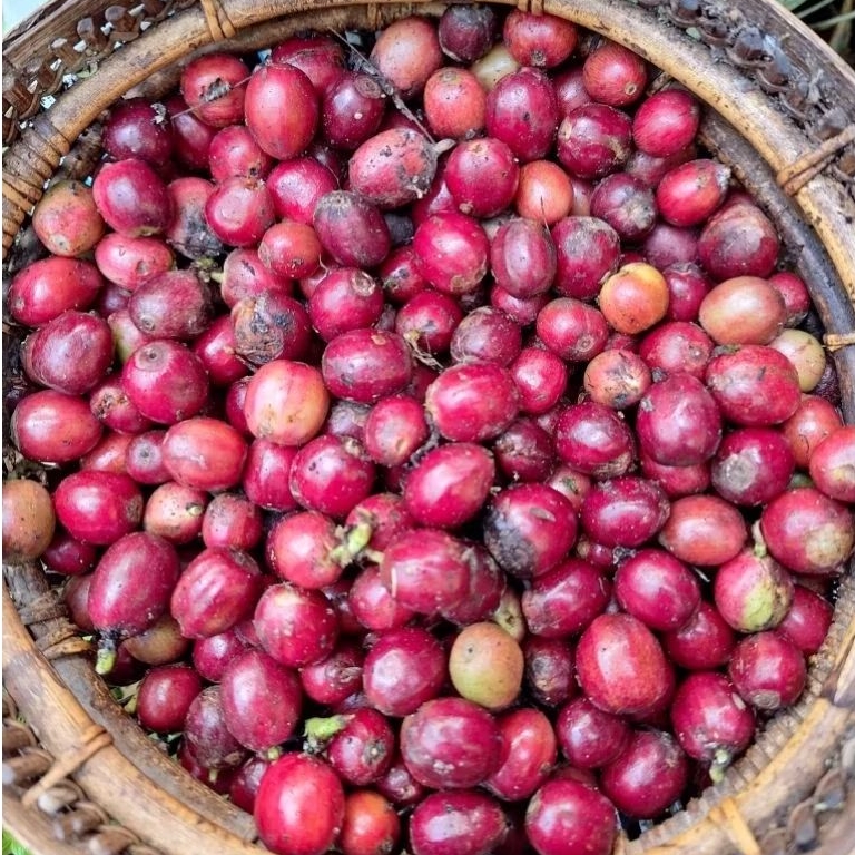 Kopi Robusta Asli Pagar Alam