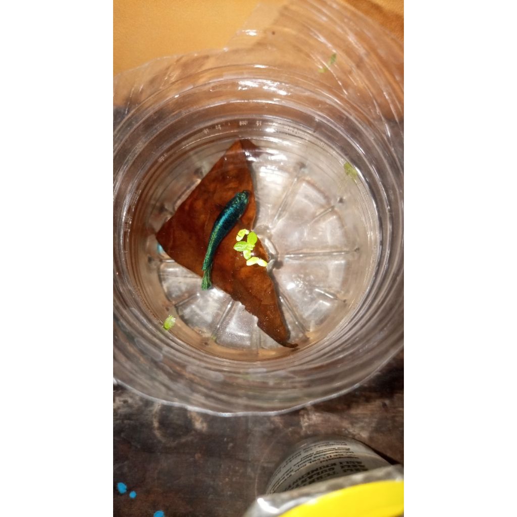 ikan cupang betina full telur