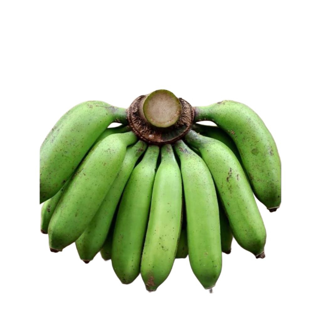 bibit anakan pohon pisang raja uli kultur jaringan