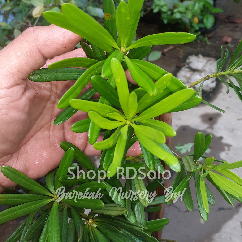 Lohansung Kapsul Real Pic Bahan Bonsai Daun Oval Podocarpus macrophyllus Rawatan