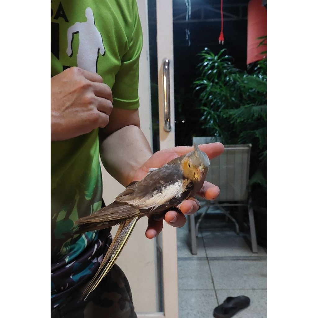 falk jantan dewasa gacor siul terus