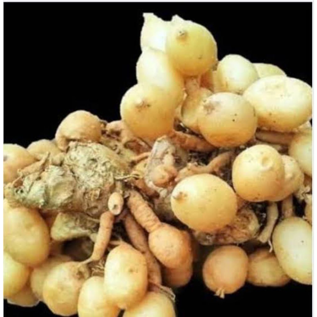 kunyit putih/gombyok segar 1 kilo