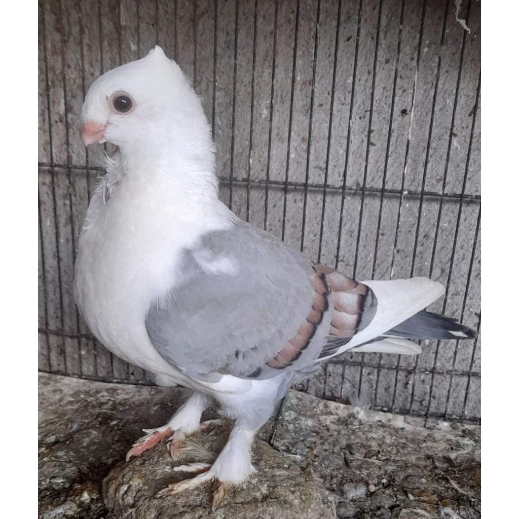 BURUNG MERPATI HIAS BLUENET JANTAN SATUAN "burung sesuai foto"