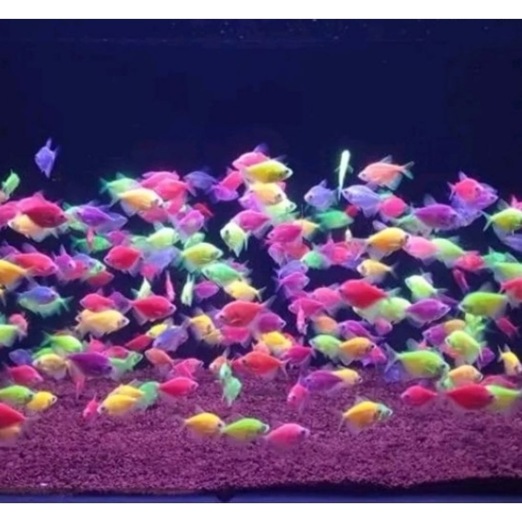 Ikan Glowfish Tetra Warna-Warni dengan Warna Menyala, Ideal untuk Akuarium Komunitas