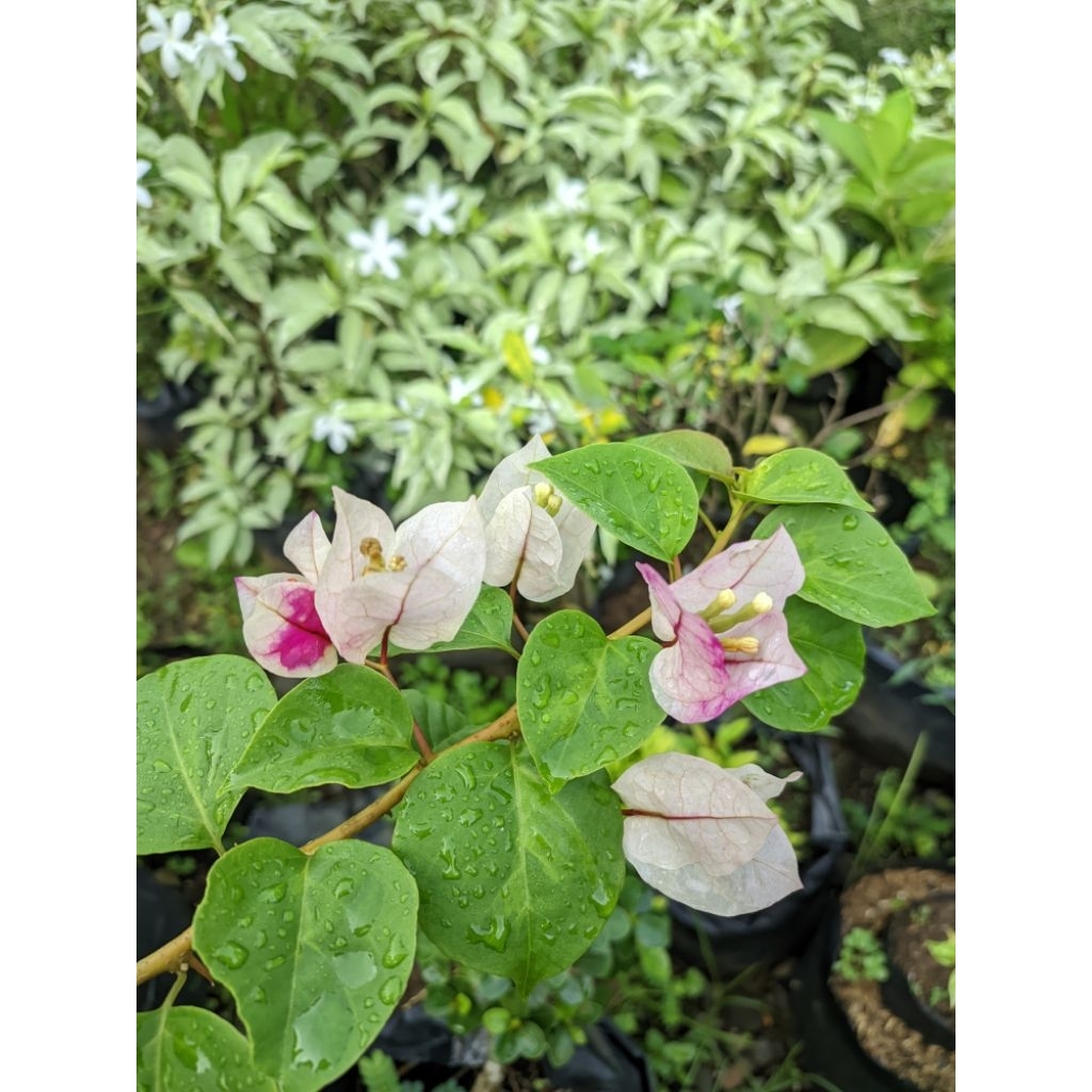 bibit bougenville ori golden rao