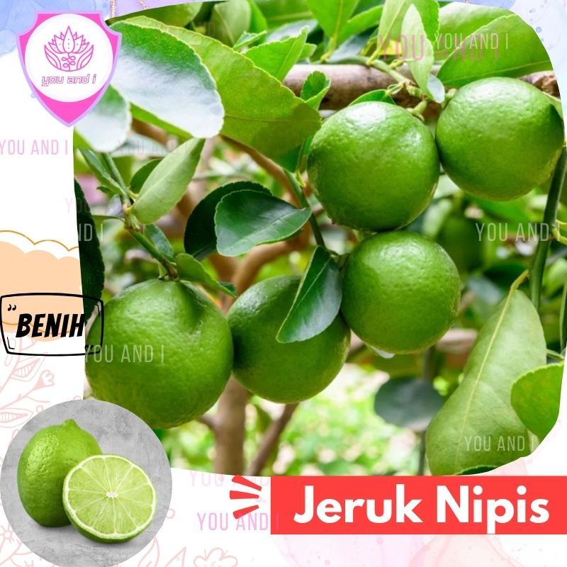 Benih JERUK NIPIS Biji Buah