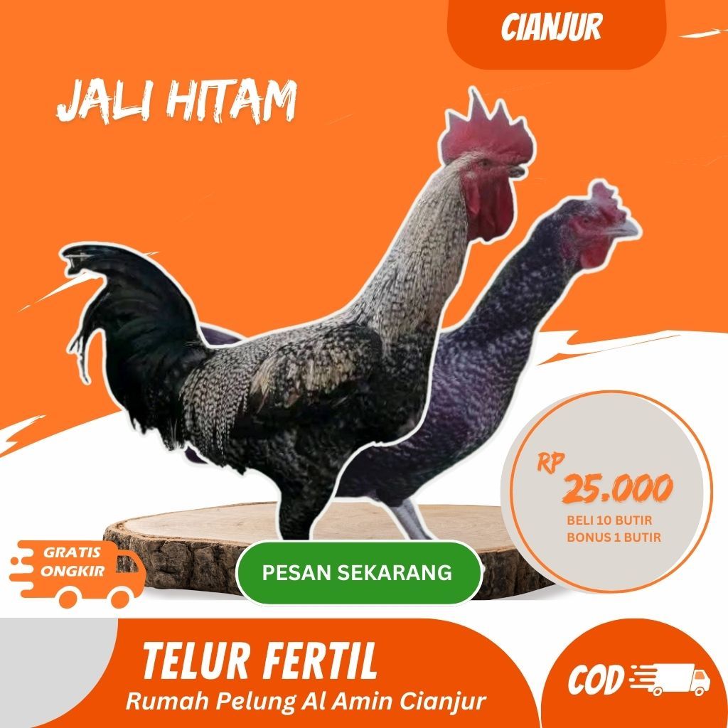 Telur Ayam Pelung Bulu Rengge | Untuk Ditetasakn Fertil