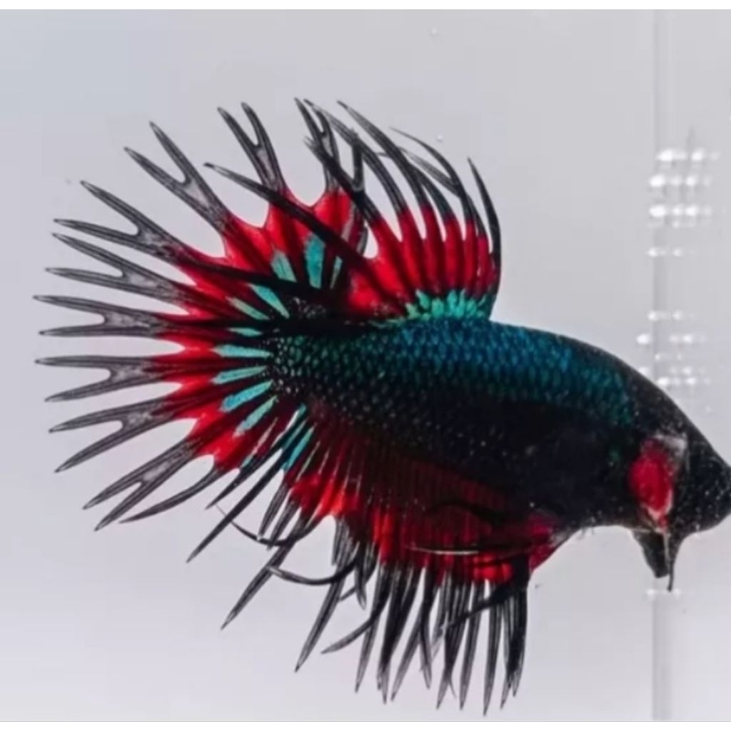 (promo) ikan cupang CT CROWTAIL SIAP JUAL