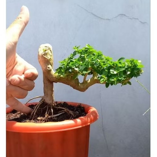 Bonsai Sancang cascade mame