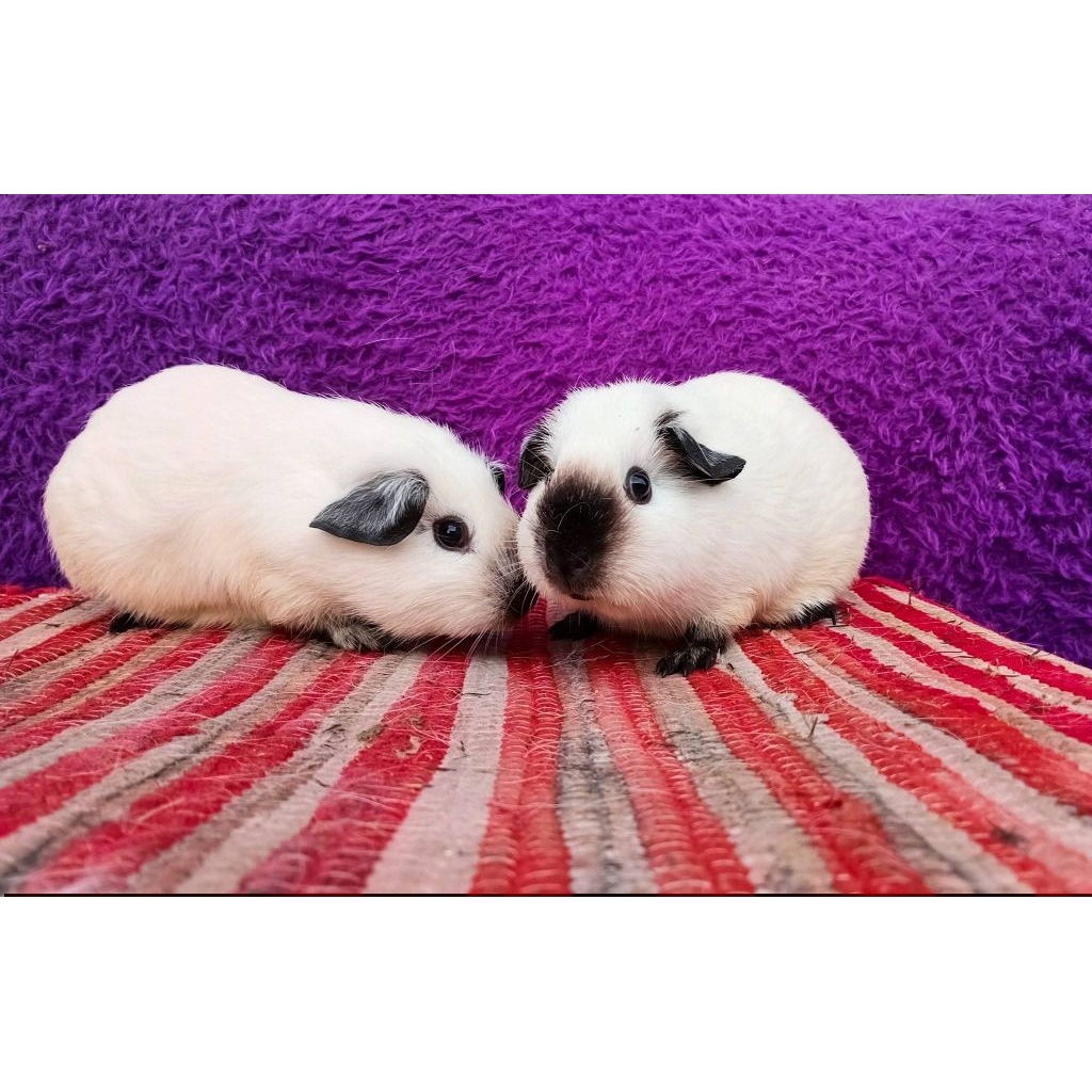 Sepasang guniea pig/Marmut calif