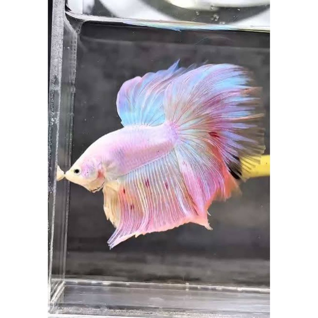 pemanis akuarium | cupang halfmon pink aurora cerah&sehat