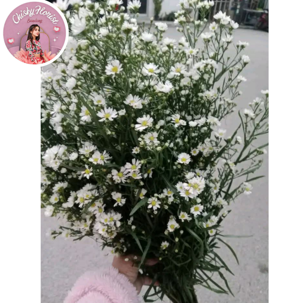 BUNGA ASTER PIKOK BUNGA ASLI