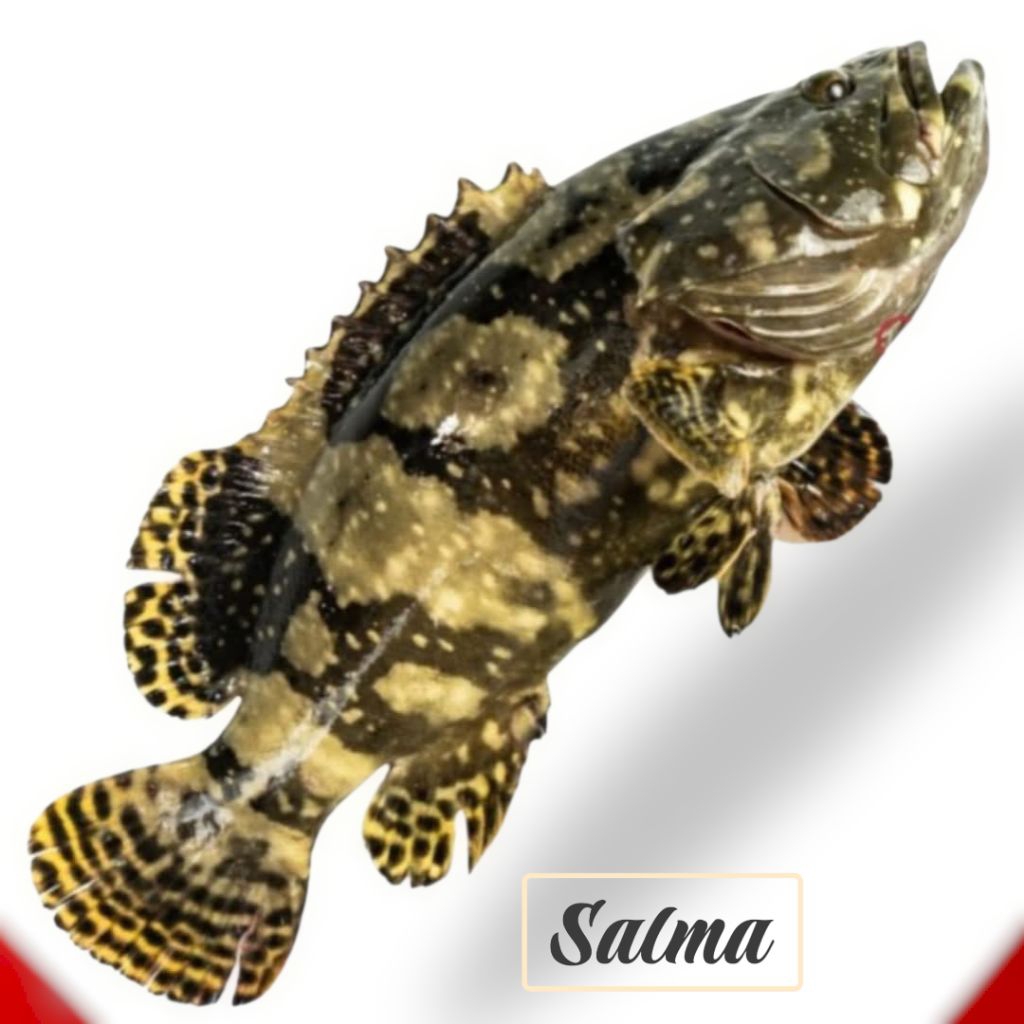 ikan cantang segar kerapu Balong kualitas premium