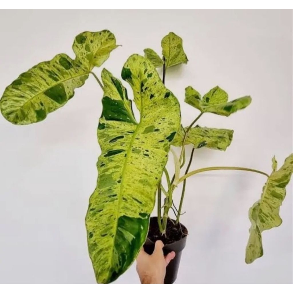 Tanaman hias paraiso verde philodendron verde