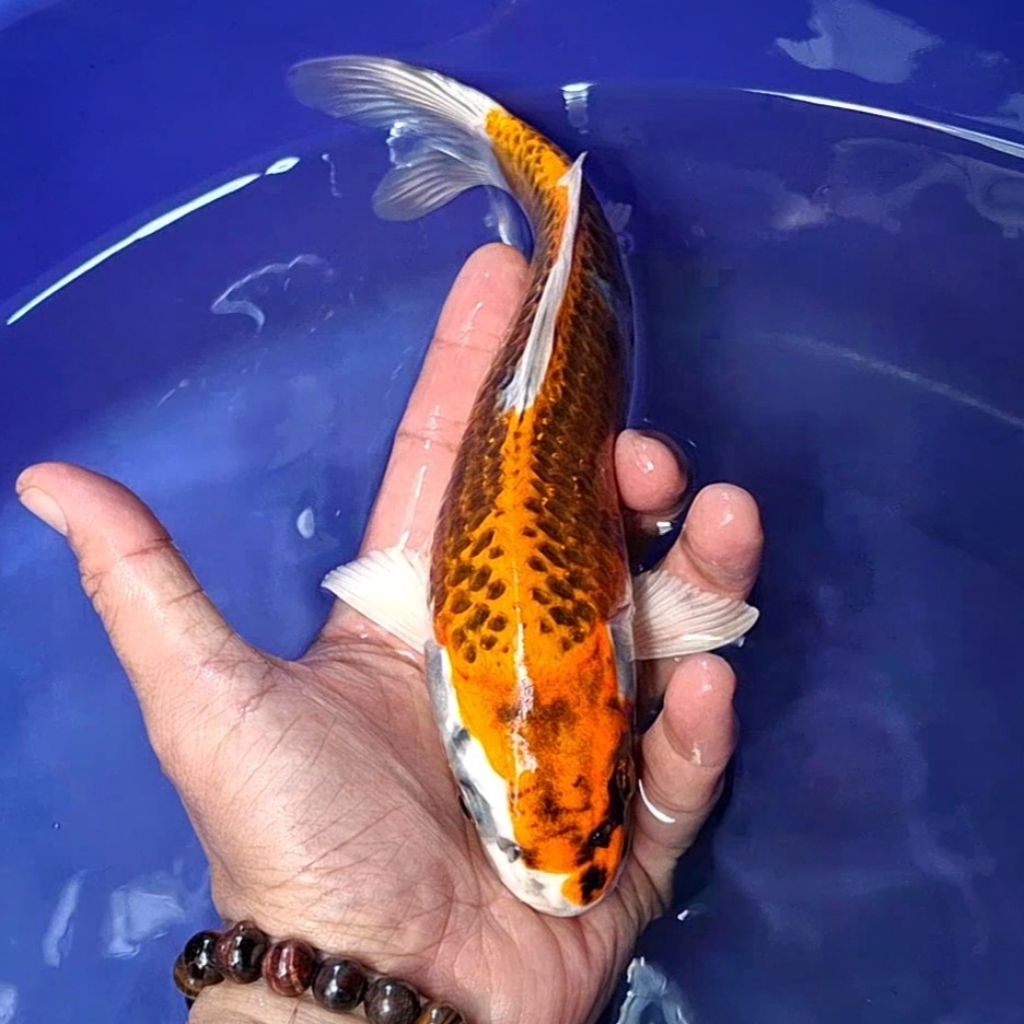 Ikan Koi Blitar Jenis Kujaku / Rumah Koi Jakarta / kode 0024