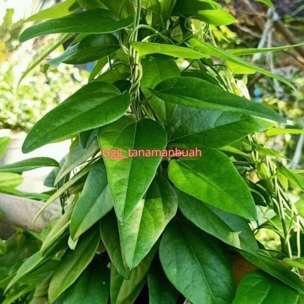 Bibit Cincau Rambat Hijau Siap Tanam