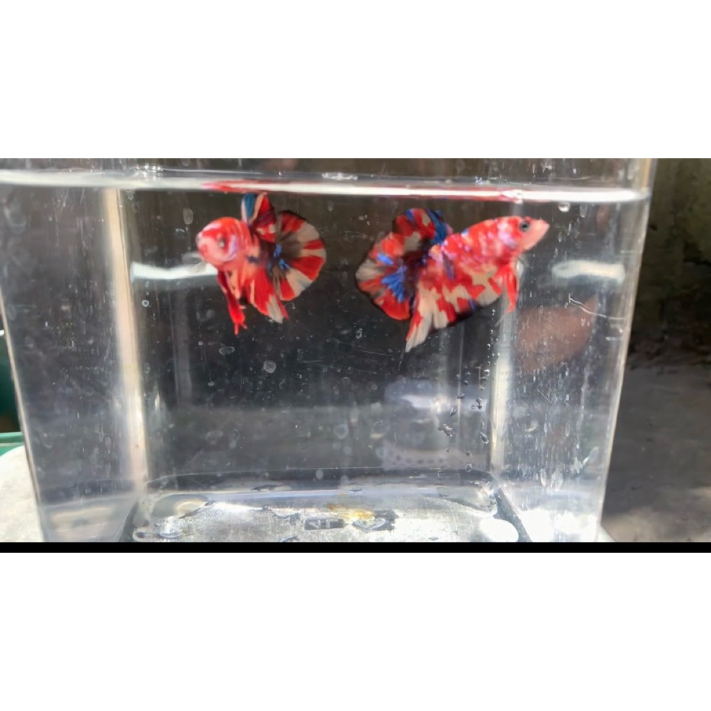 Ikan Cupang Plakat Koi Multicolour Galaxy dengan Warna Acak