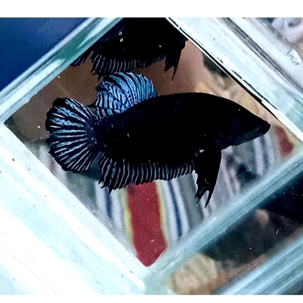 Ikan Cupang Aduan MDS Lokal Size M - Warna Acak, Sehat, Siap Adu