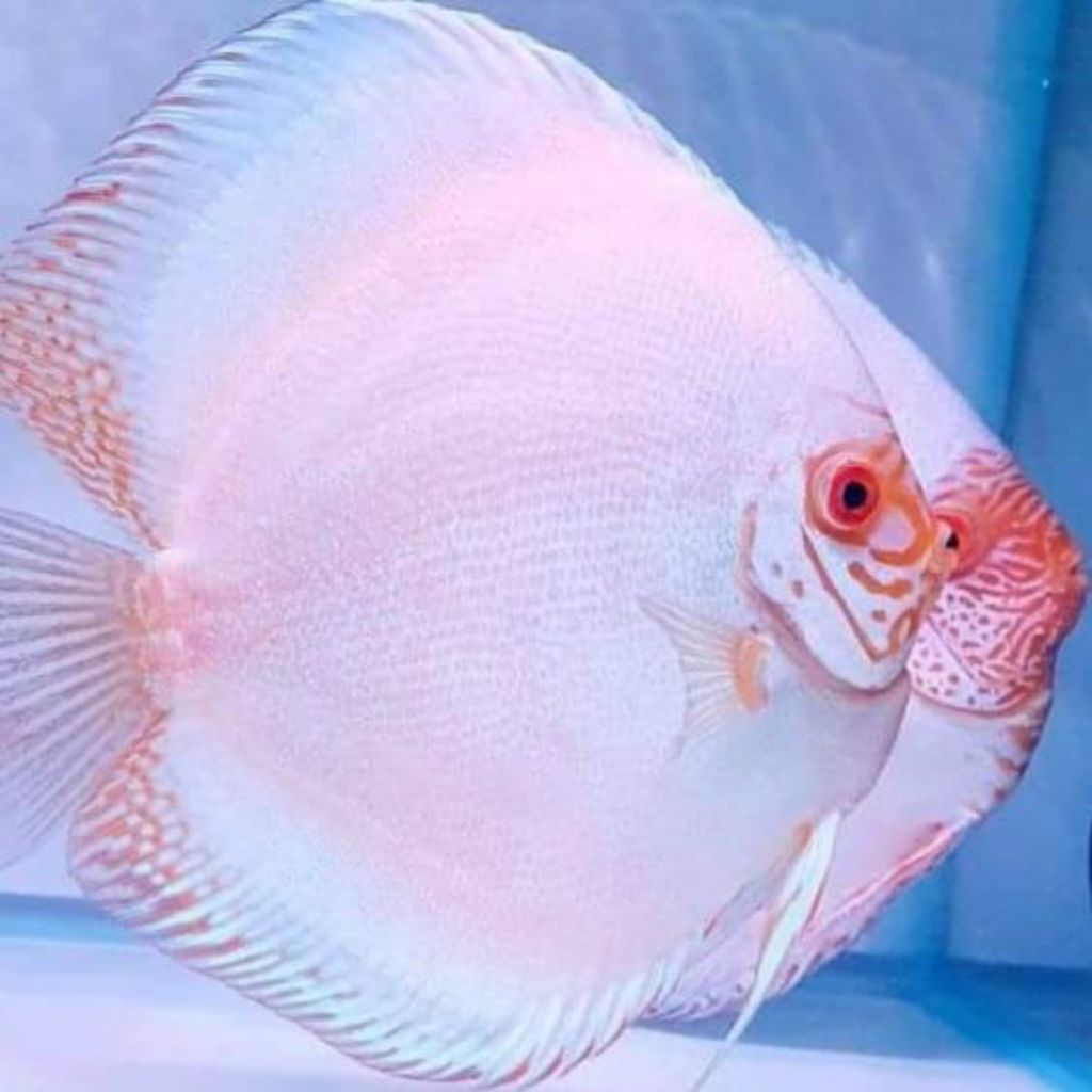 white butterfly hiasan aquarium discus elegan