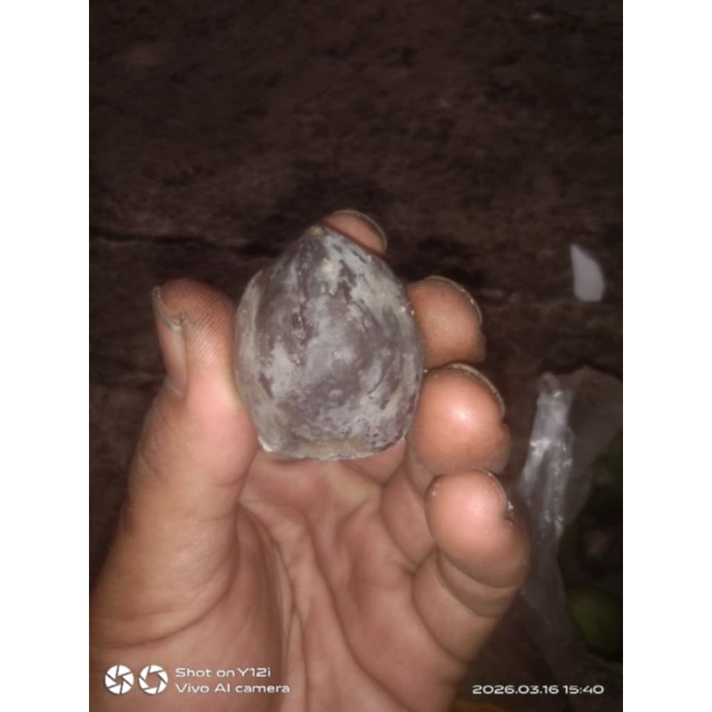 kemiri adu jenis Jayanti garut